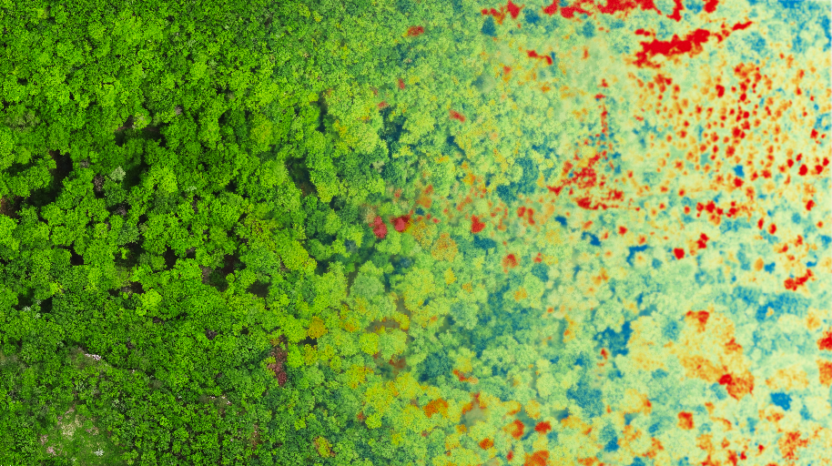 Canopée analyse multispectrale stress hydrique forêt photogrammétrie